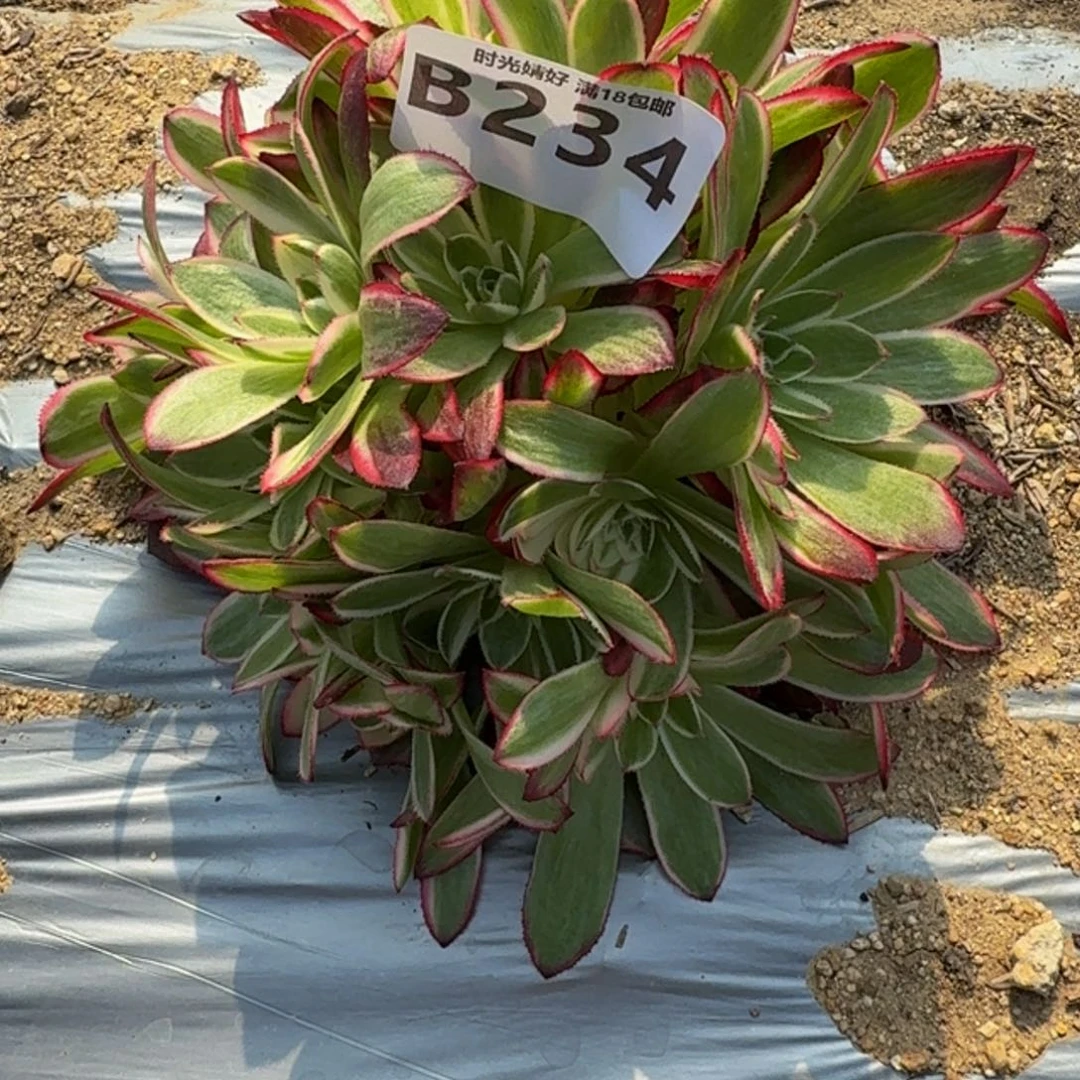 234荔枝。多肉植物