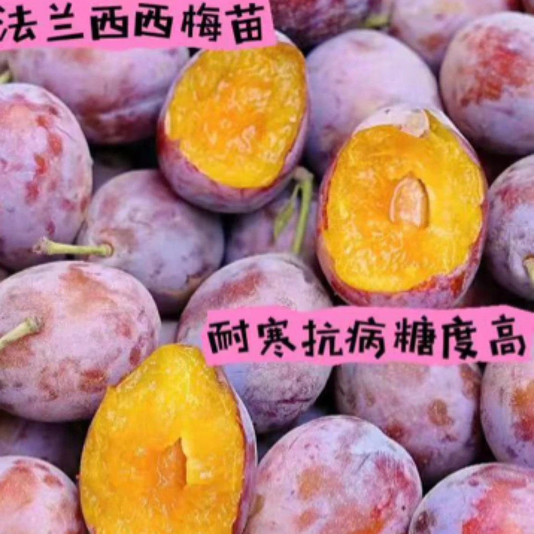 法兰西西梅苗，9月份成熟，耐寒品种