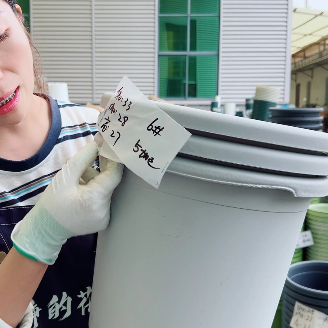 四季盆6#灰白5个无托