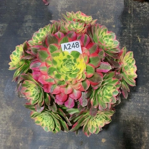 宁***1海王248脱土发货无售后