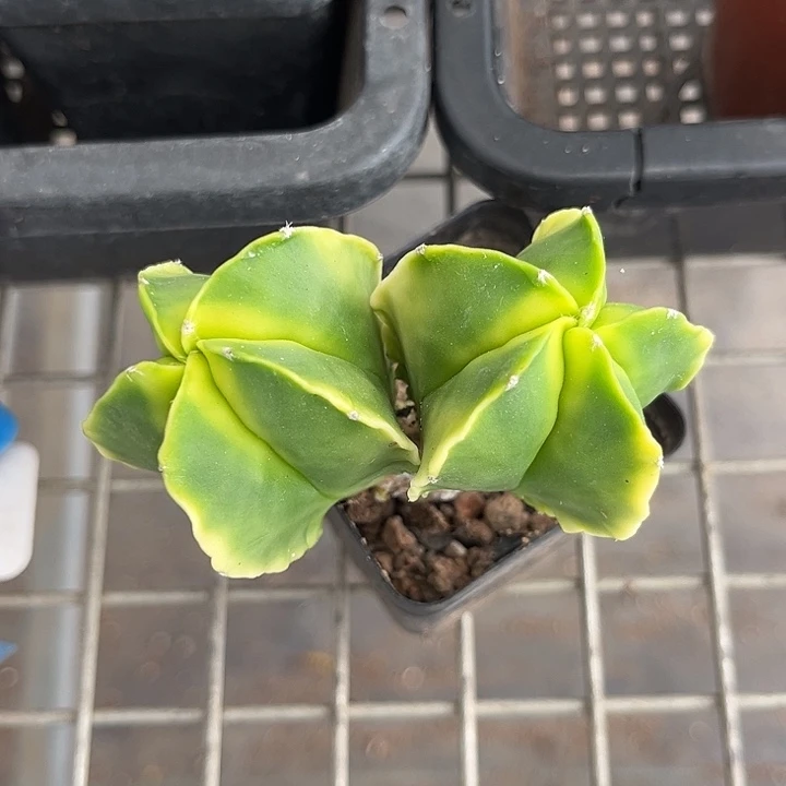 我也不知道我为什么要这样