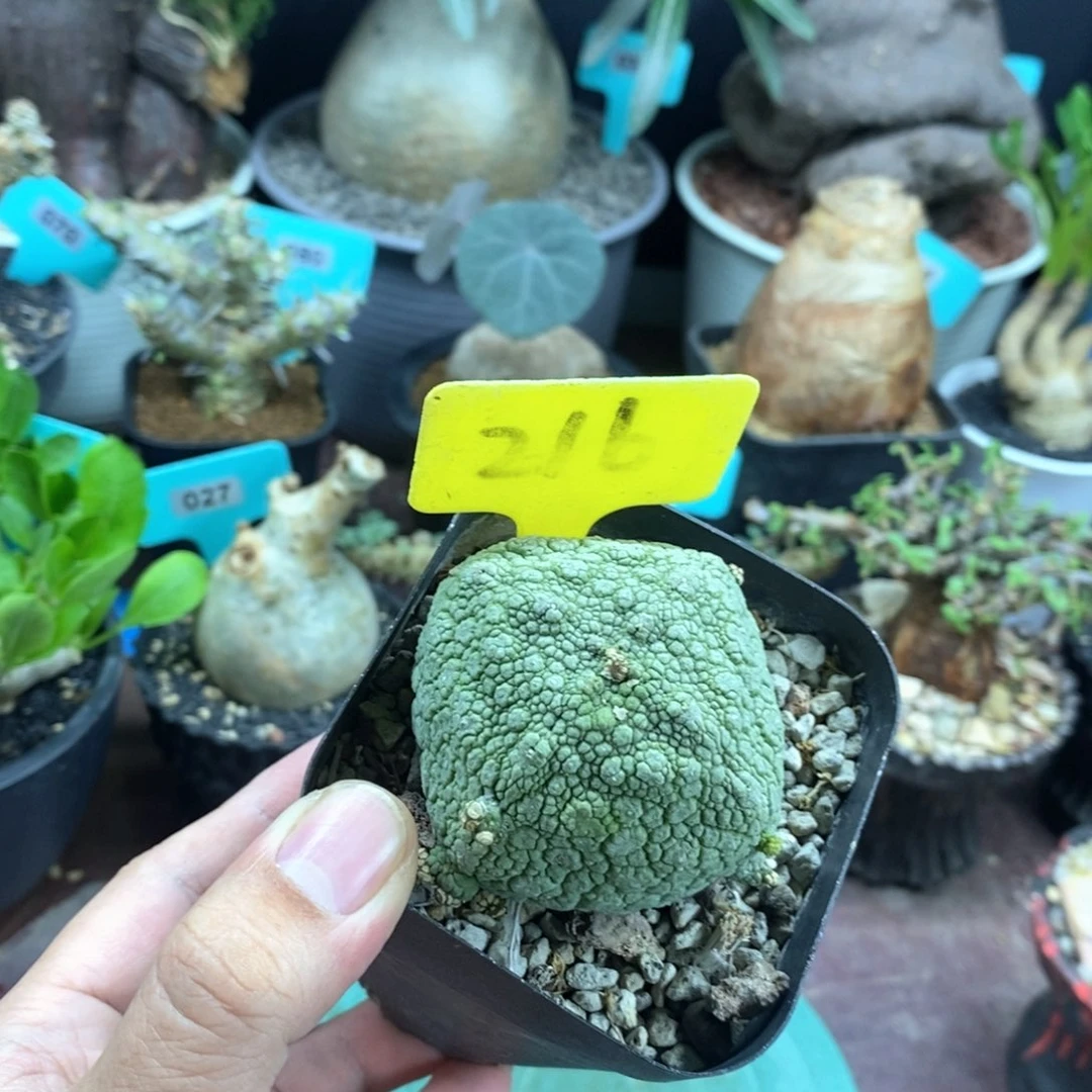 凝蹄玉多肉植物一个