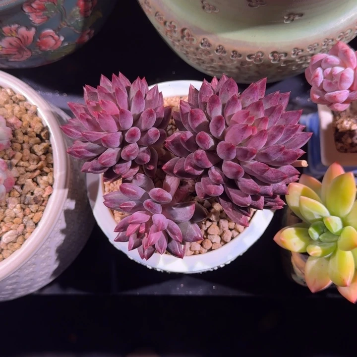 紫体 虞美人 一物一拍