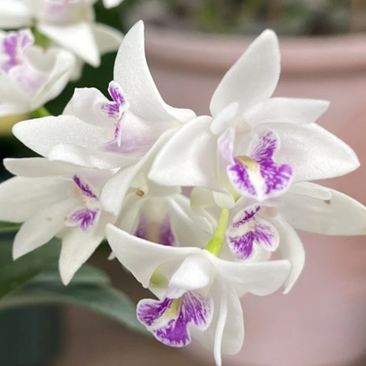 石斛兰【白狐狸】 盆栽室内绿植带花苞开花香阳台掌上花卉