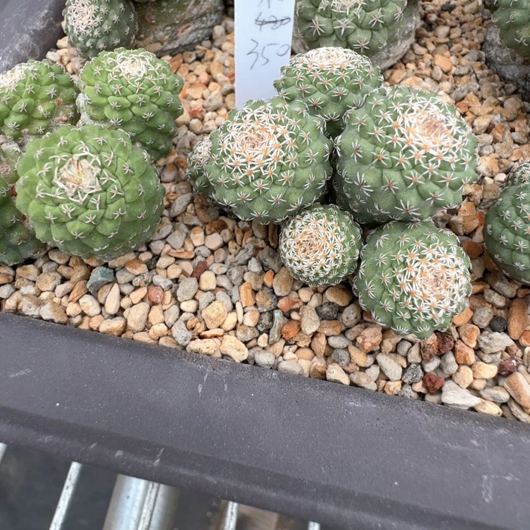 南***司花花花花花花花花
