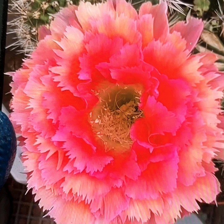 凤羽6号侧芽2公分左右嫁接用