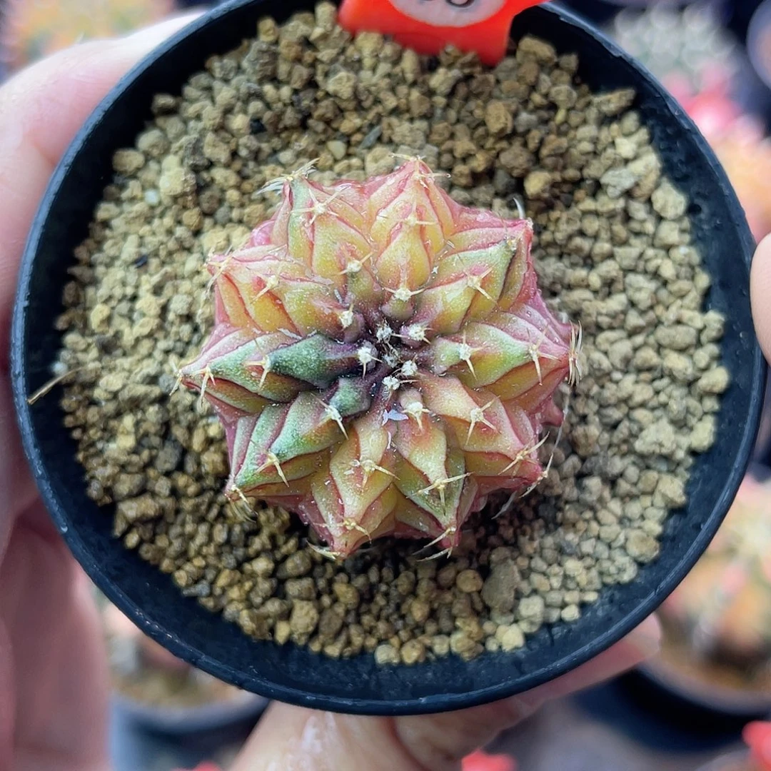 1-60乌贼肋骨3.3厘米