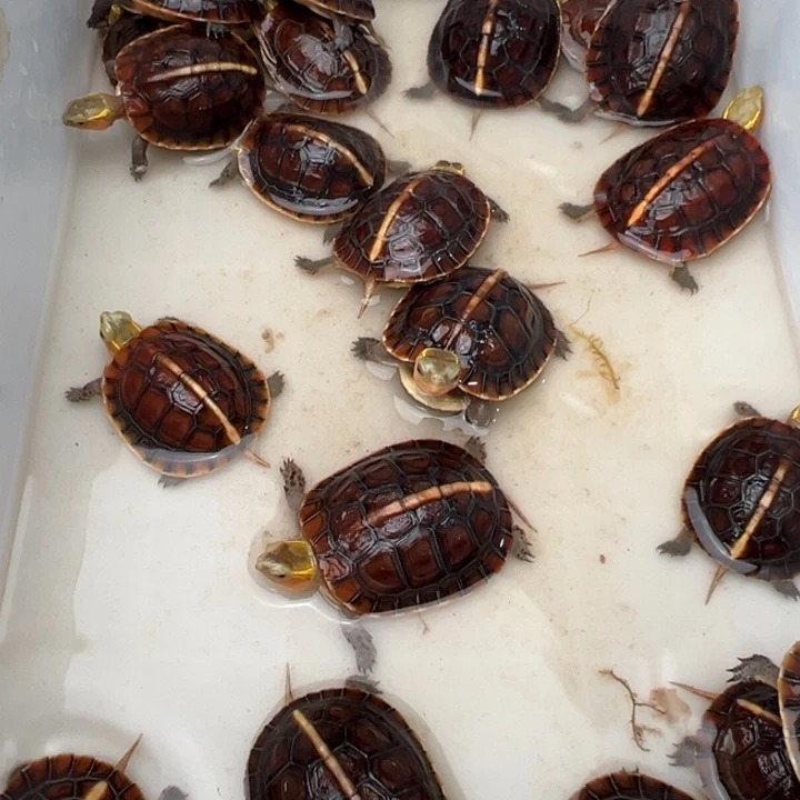 母绿毛龟淘***海啦啦了啦