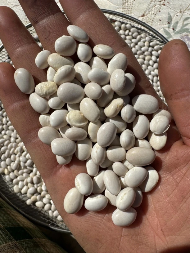 大理小芸豆，炖猪脚很香很糯