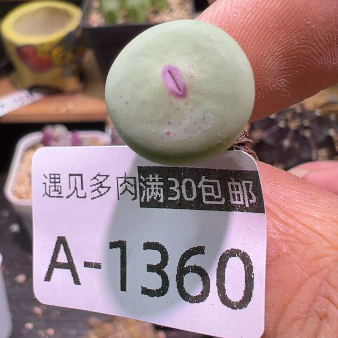 多肉植物11111111111