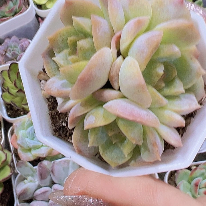 梦幻泡影群19包邮