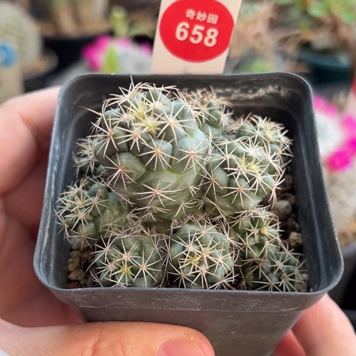 实生顶花群一棵仙人球，