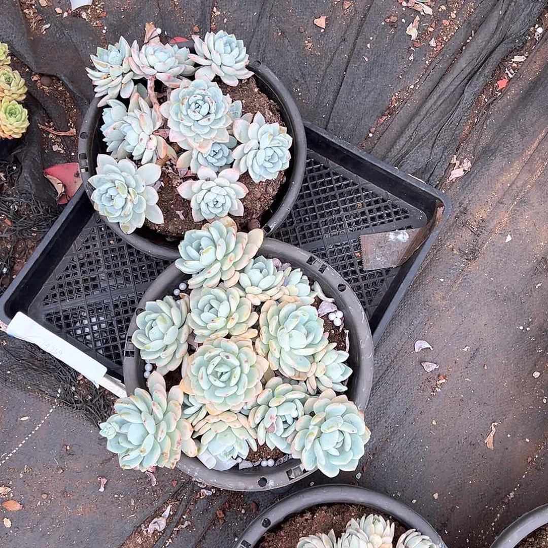 *️多肉植物一物一拍