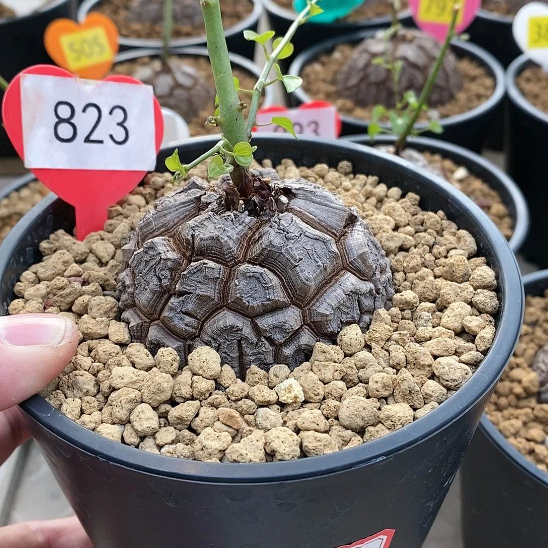 南非龟甲龙龟甲龙