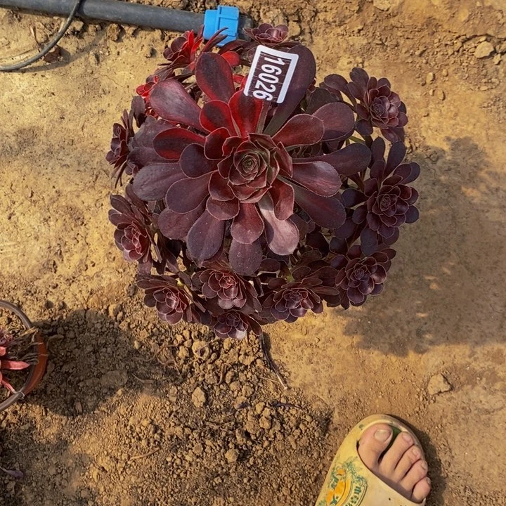 16026号花蝴蝶法师