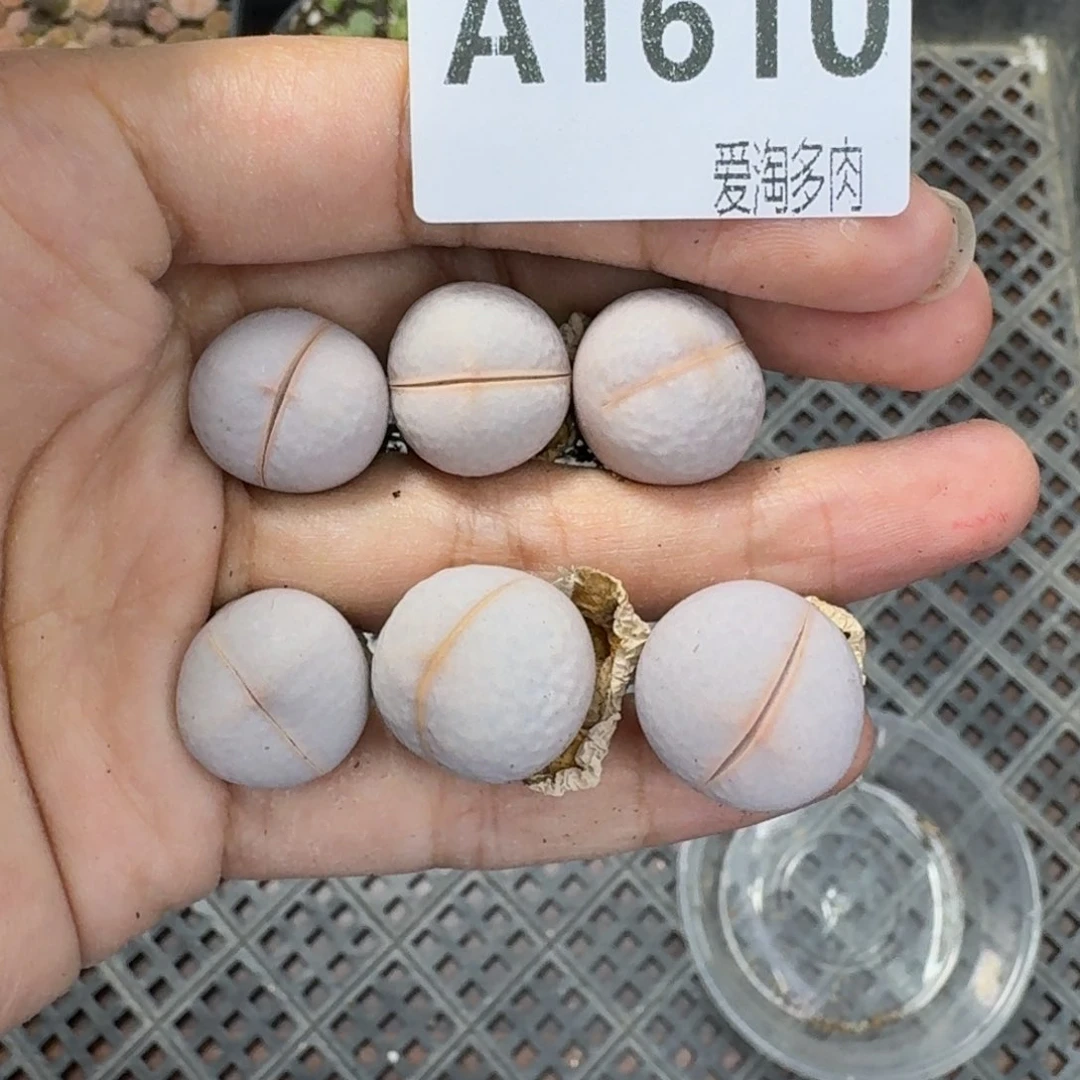 1610 生石花和肉锥