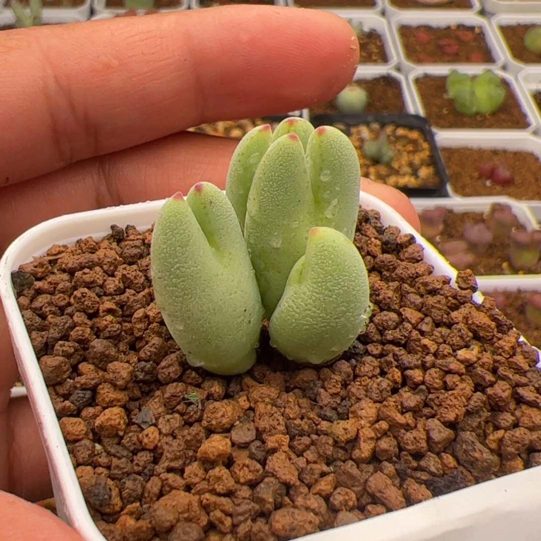 欲****酒6.6皮卡丘多肉植物1