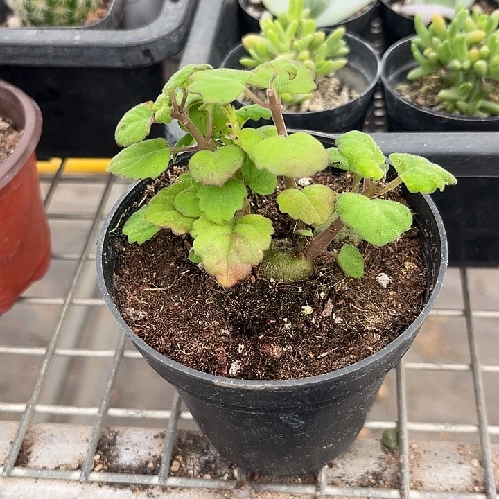 我也不知道我为什么要这样