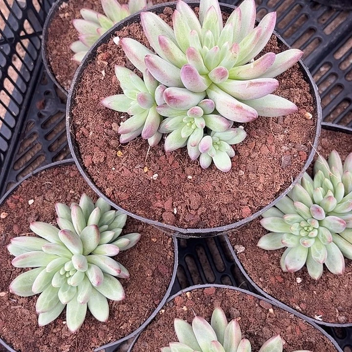 绿体虞美人000000000