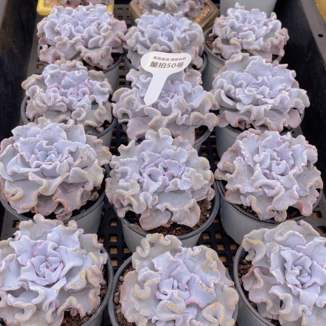 量拍50号 芭蕾舞者白饺子皮大单头一个