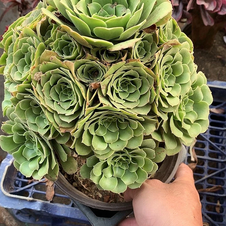 190绿羊绒多肉植物