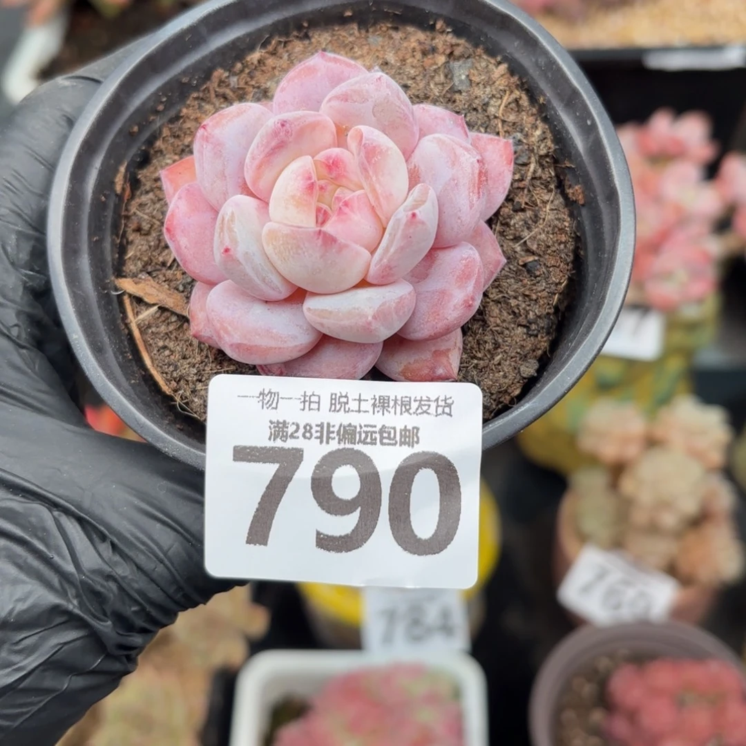 石榴籽星影无盆土发货