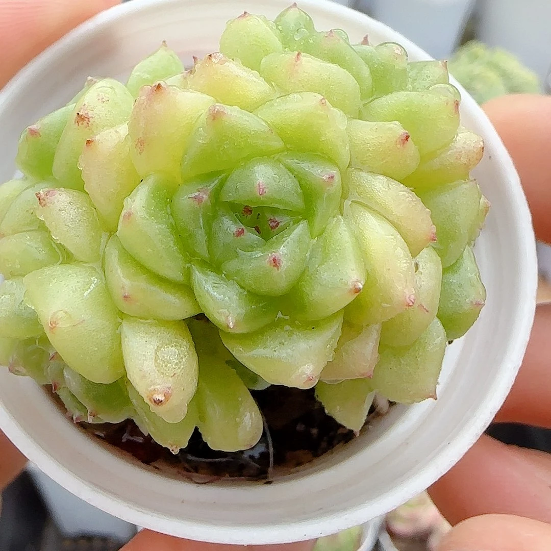 【闪购商品】1004-16秃子麦杆