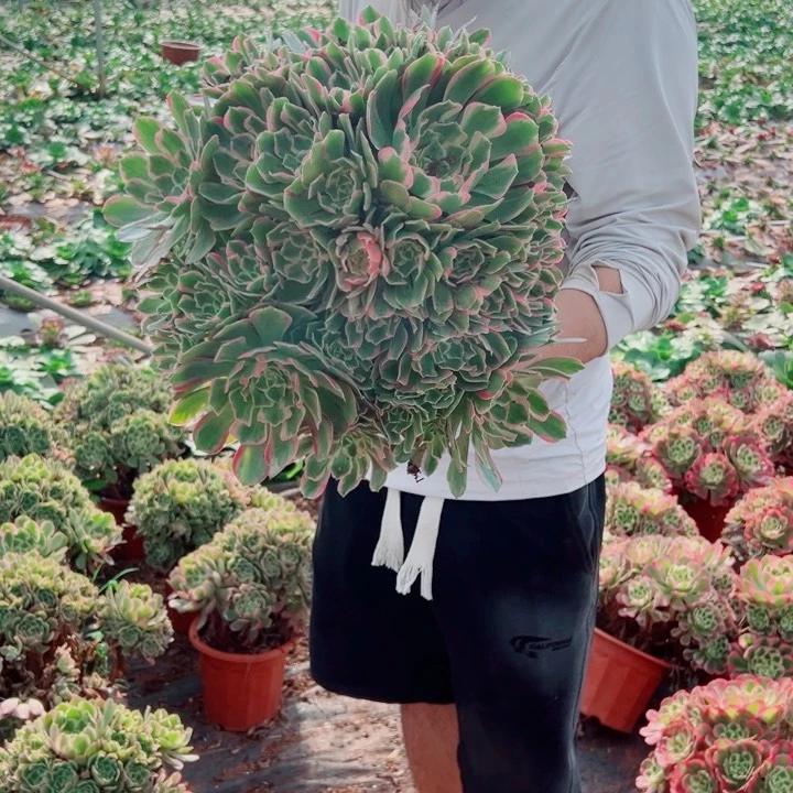 二加伦莞沙多肉法师