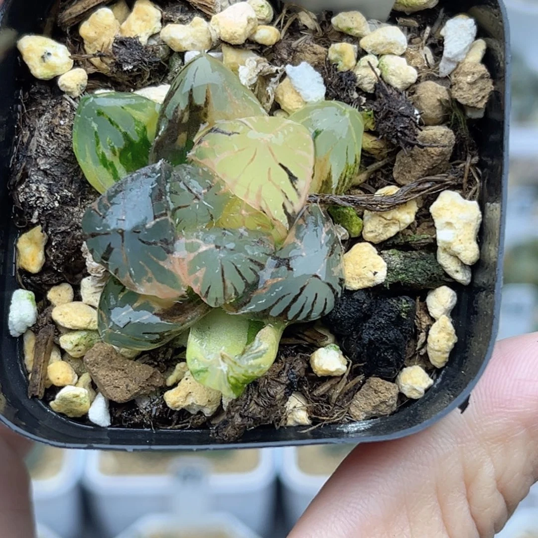 100龙爪玉露锦fulizhuanc