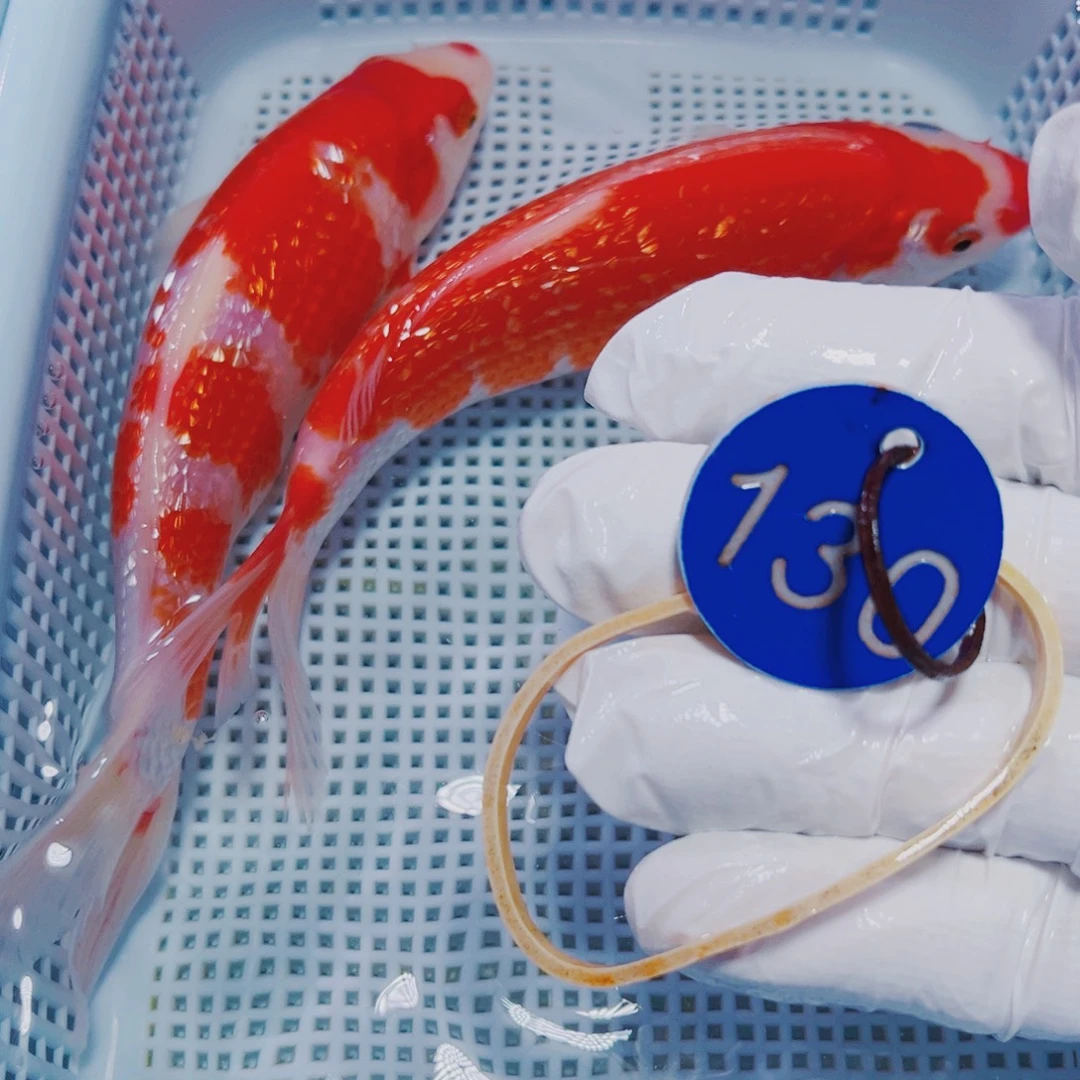 锦鲤锦鲤观赏鱼冷水130