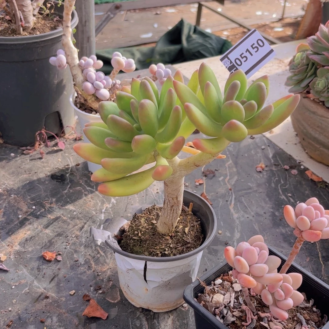 金蝉美人多肉植物05150