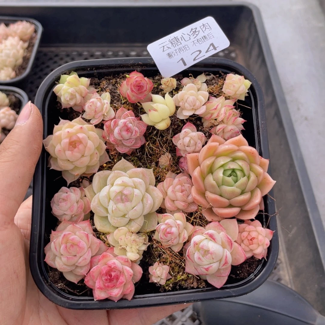 云糖心多肉植物124