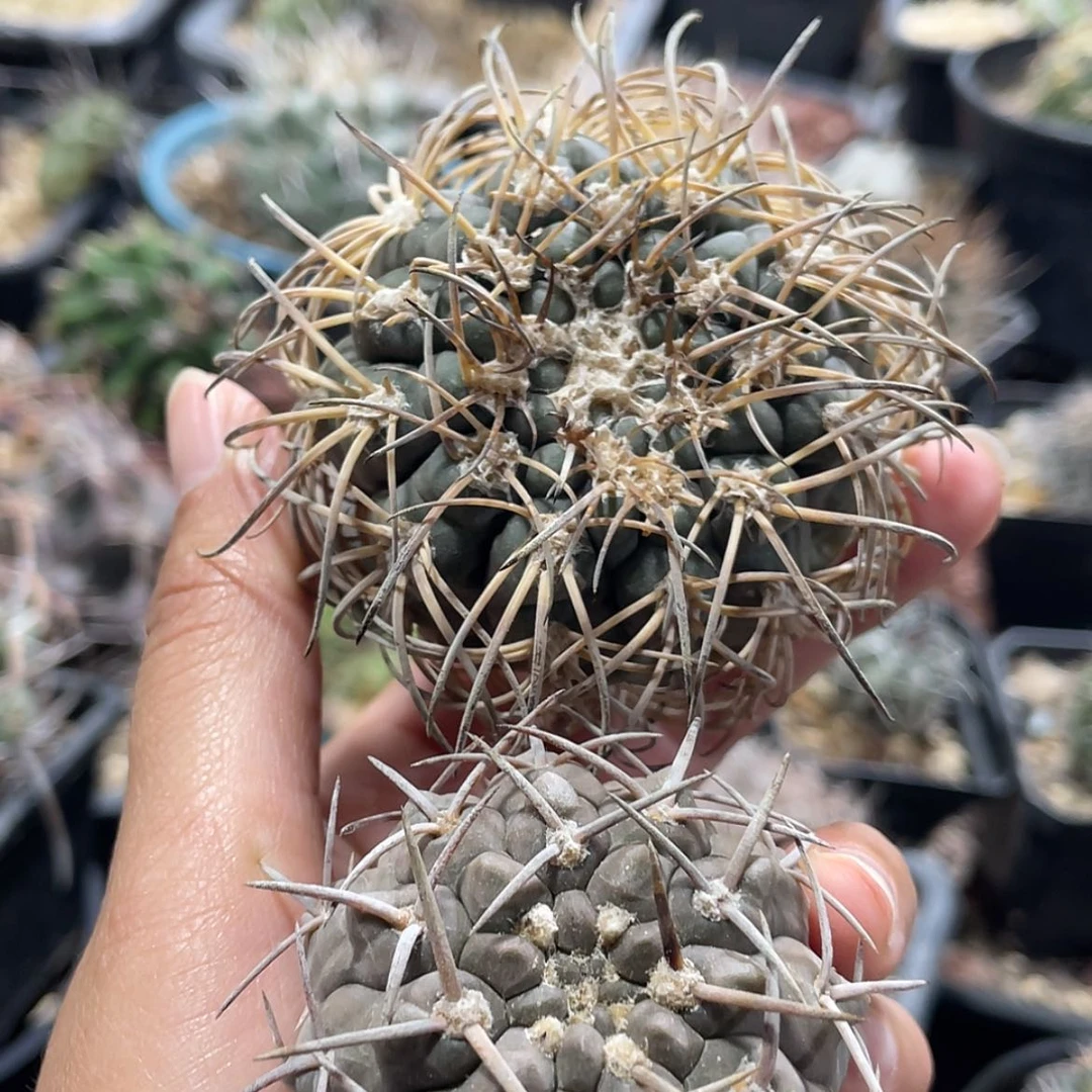 【闪购商品】组合有根6666