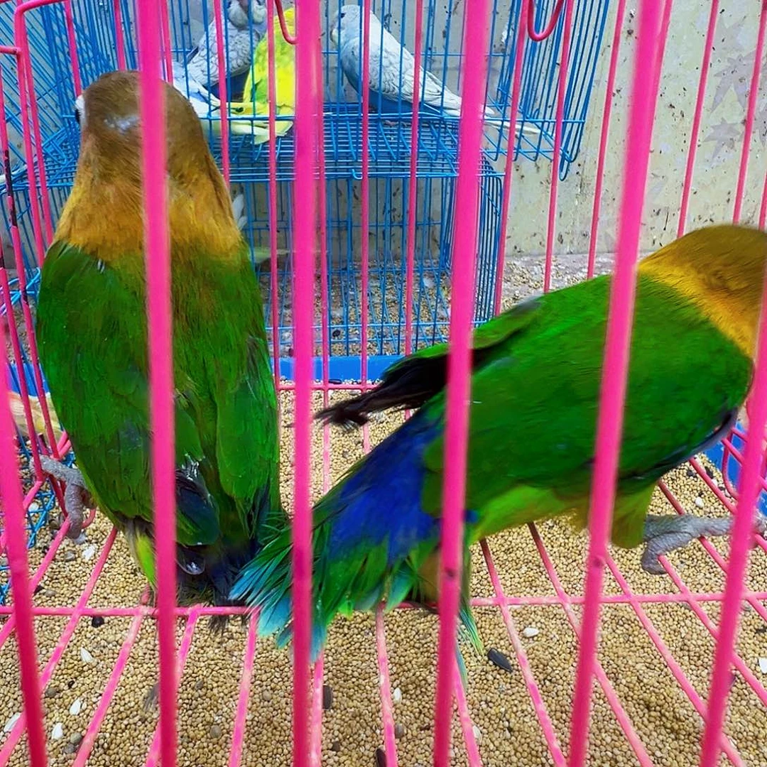 諞****桃脸牡丹鹦鹉少个脚趾包活48小时