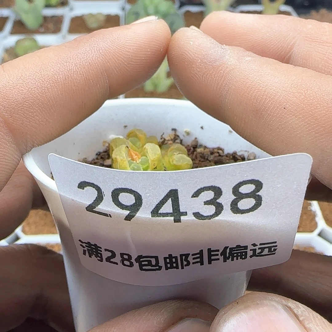 d**o脱土28包邮29438