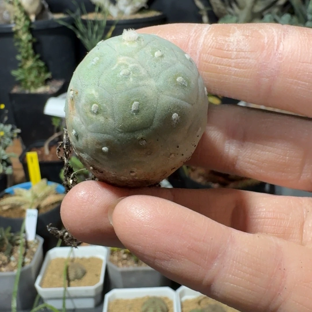 习志野仙人球多肉植物