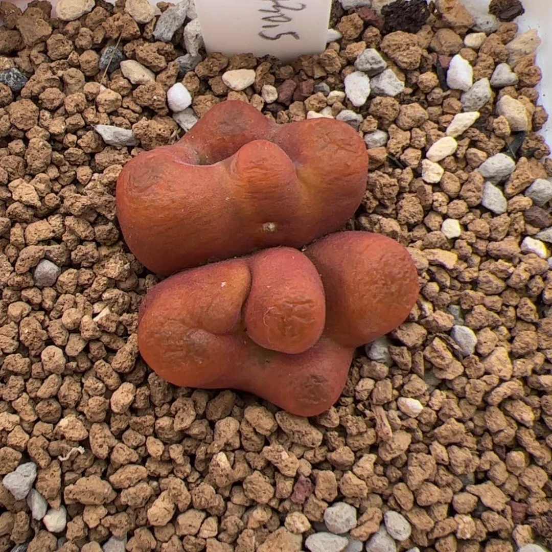 0455号水蜜桃1453.9 多肉植物