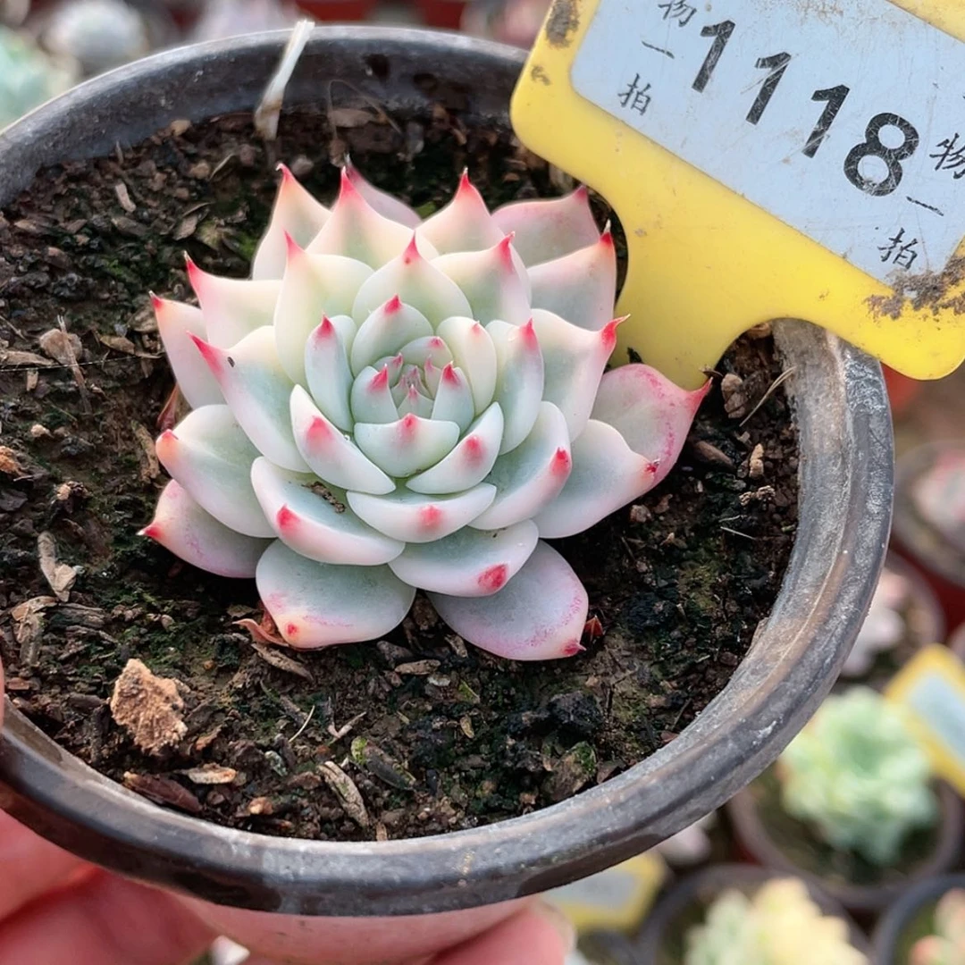 【闪购商品】1118号