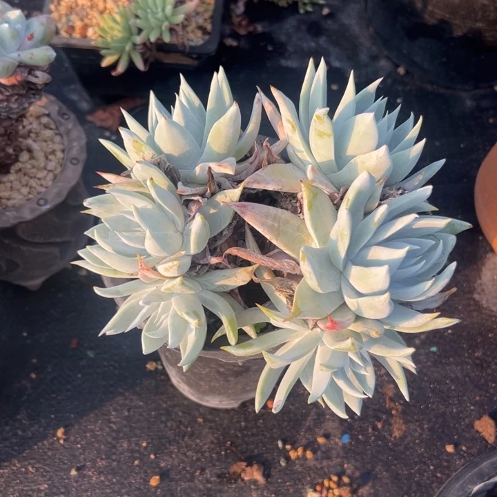 无*谢谢哥～一物一拍11148