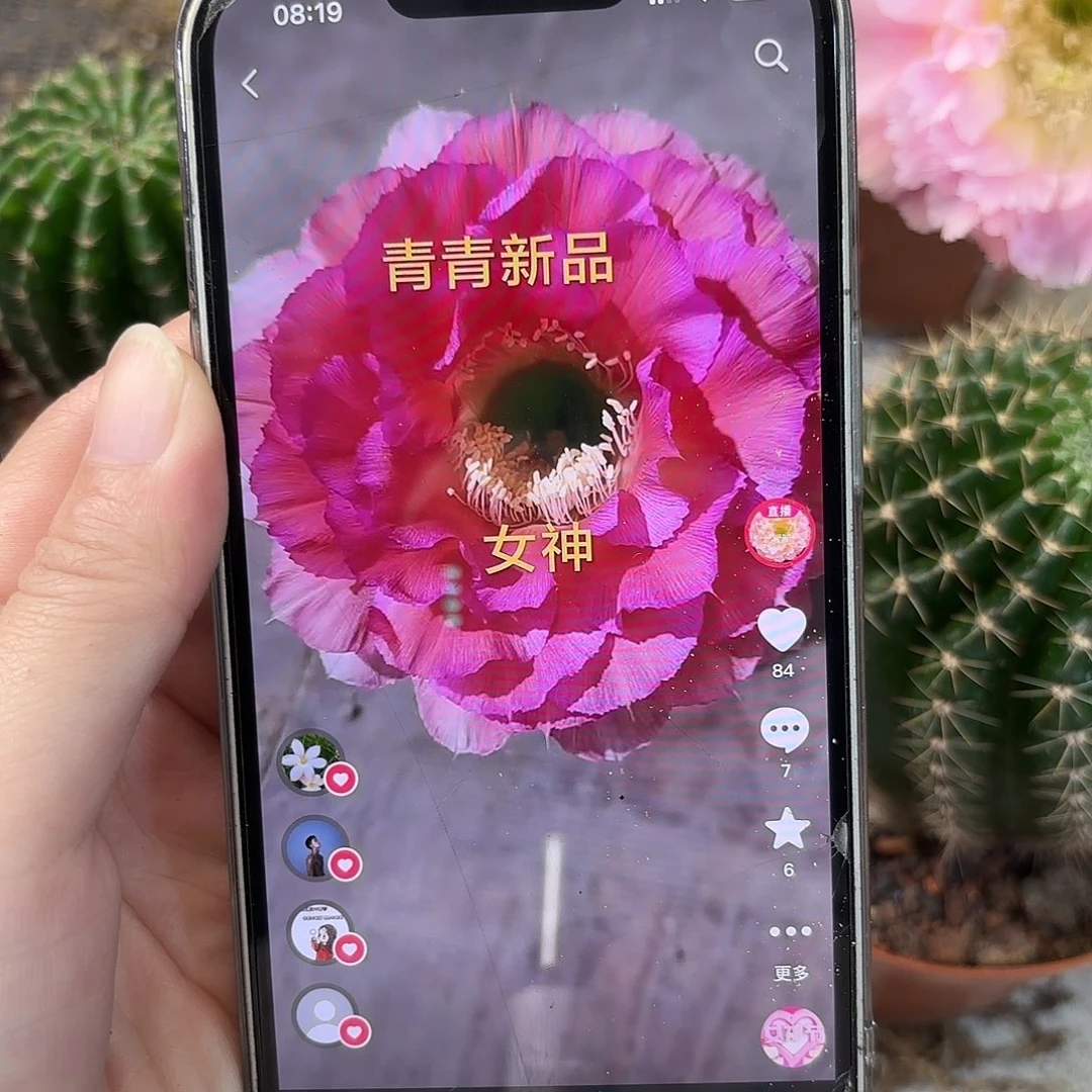 彩草青青女神7公分左右