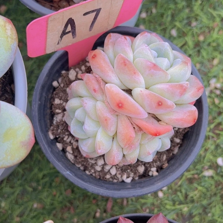 健健康康平平安安