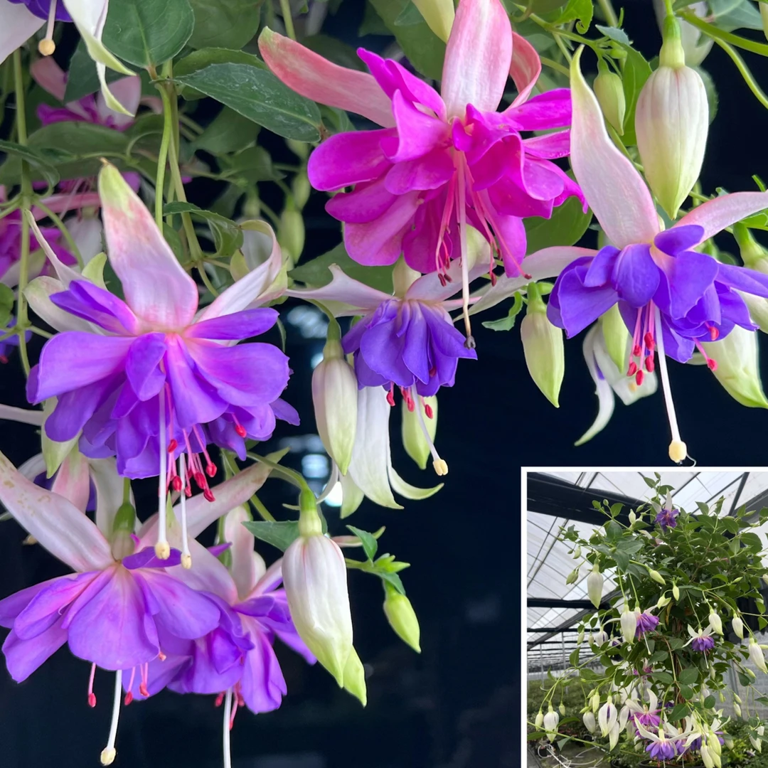 云花基地【紫衣裙棒棒糖】中冠幅重瓣倒挂金钟灯笼花