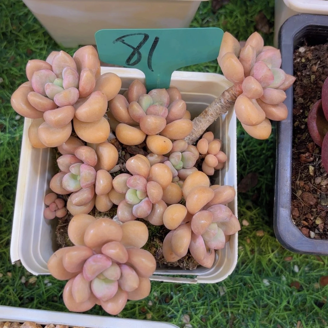 *****金致家精品多肉一物一拍