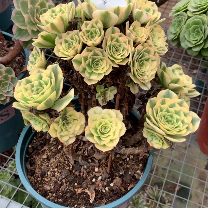 404金丝翡翠多肉植物特价