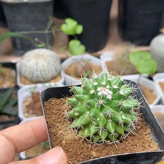 无花朵实生影清丸一颗4.5cm