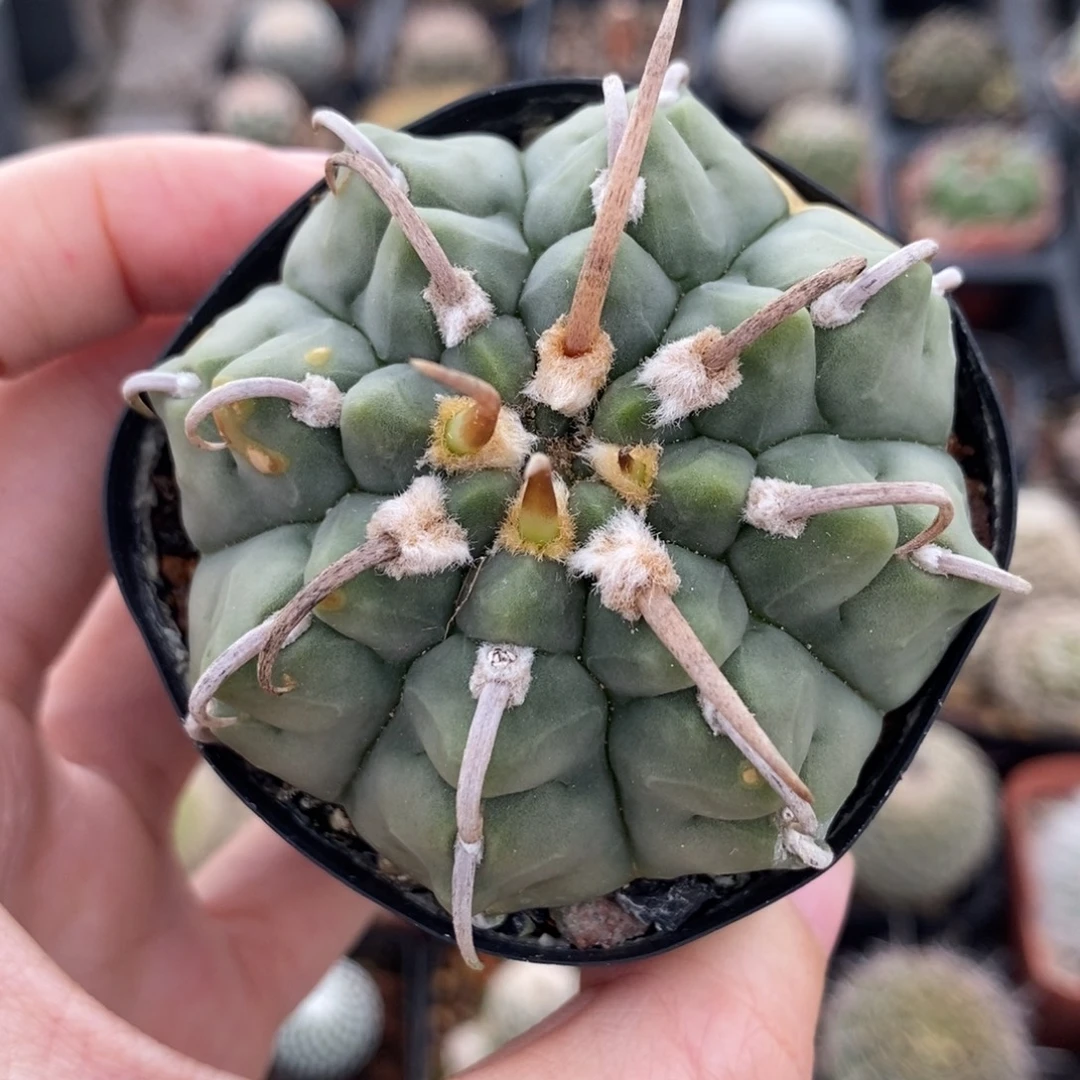 920豪刺一本植播园艺