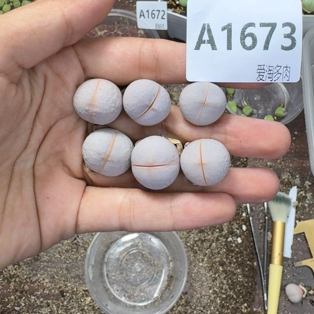 1673 生石花和肉锥
