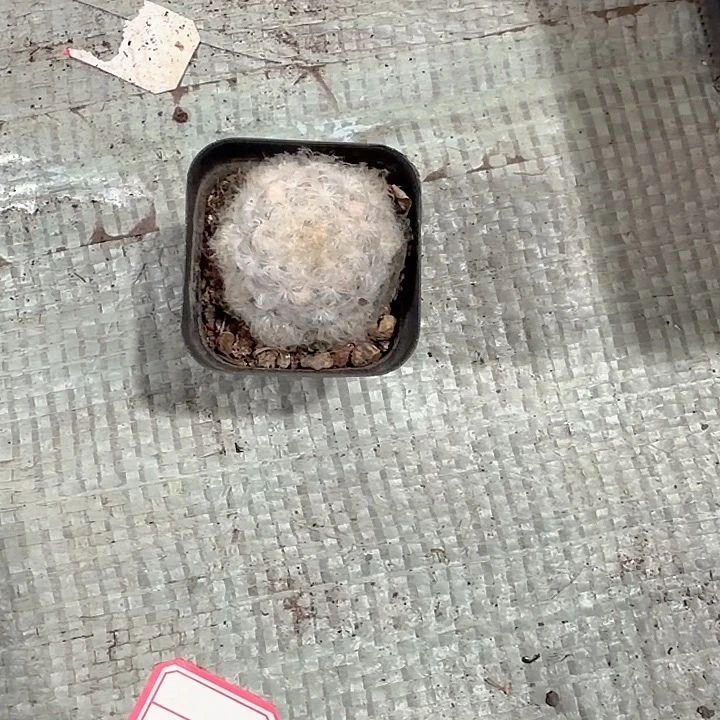 夏***玉夏士玉一物一拍包邮