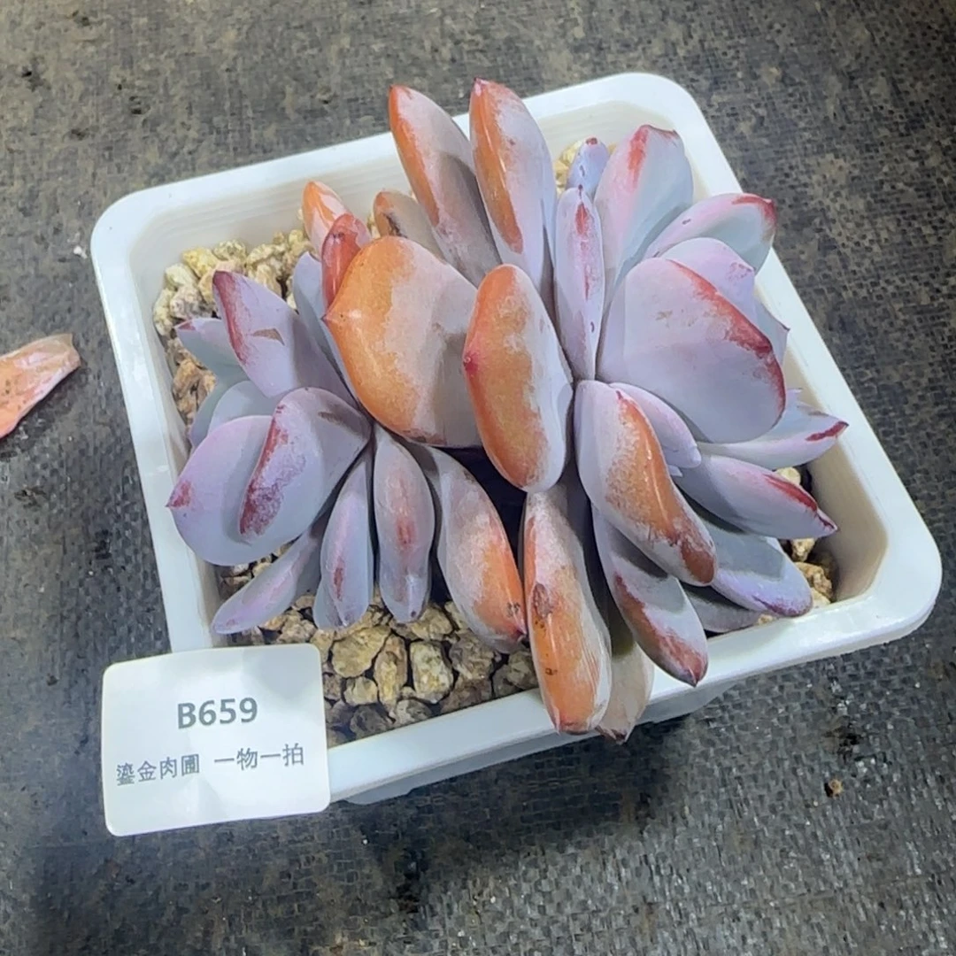 B659弹弓腿双头奶茶