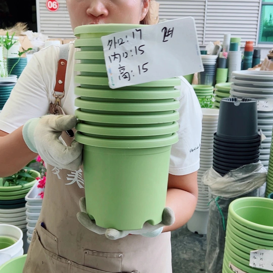 四季盆2#果绿色10个无托